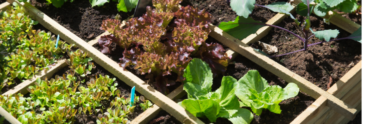 Healthy Neighborhoods Gardening Event - March into Spring at Pecan Valley WIC Teaching Garden